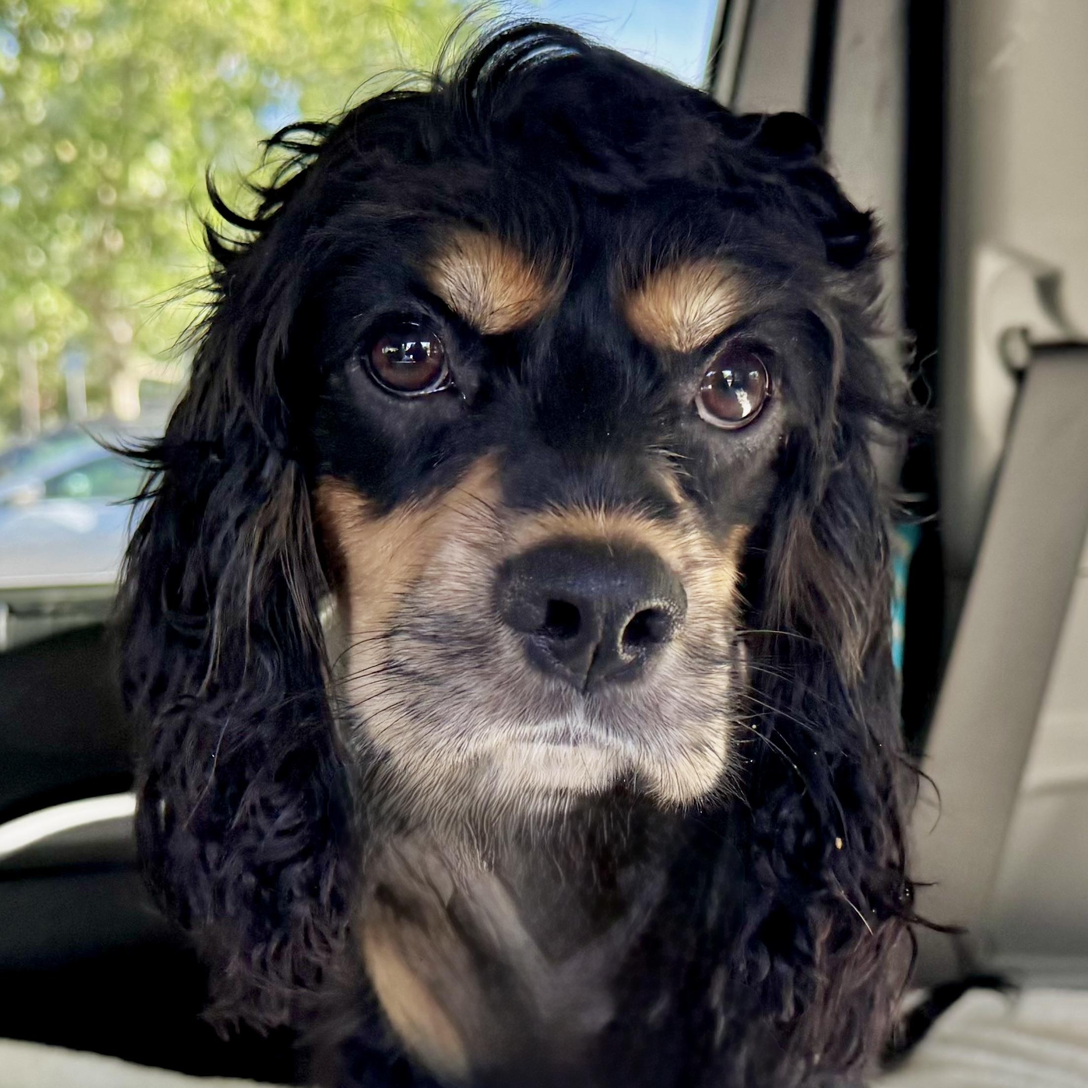 Enlarge Wednesday, a Adoptable Cocker Spaniel in South San Francisco, CA image 2/4