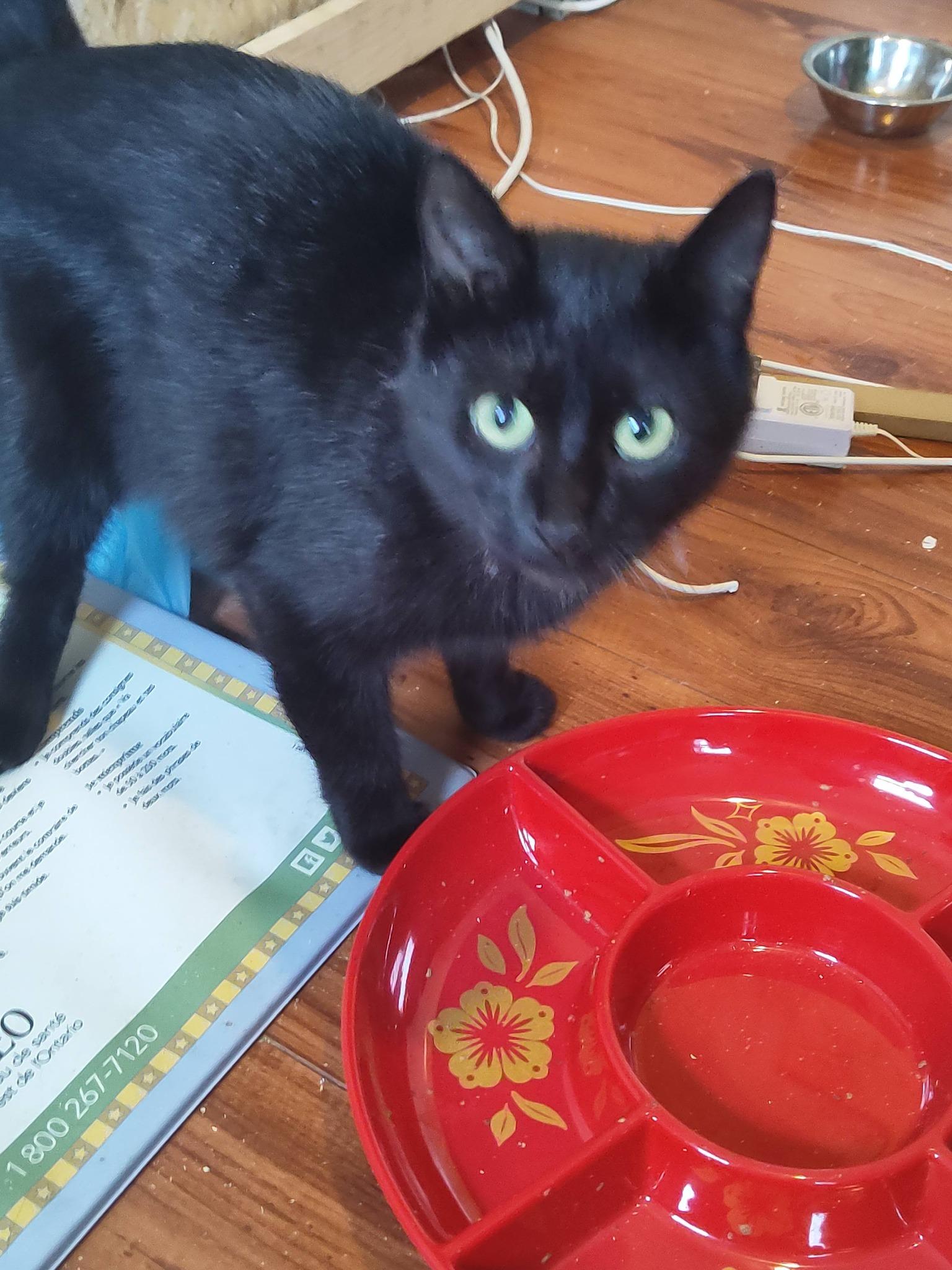 Anika, adopted, Adult Female Domestic Short Hair.