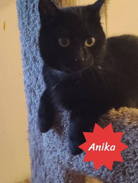 Anika, an adopted Domestic Short Hair in Spencerville, ON image 3/4