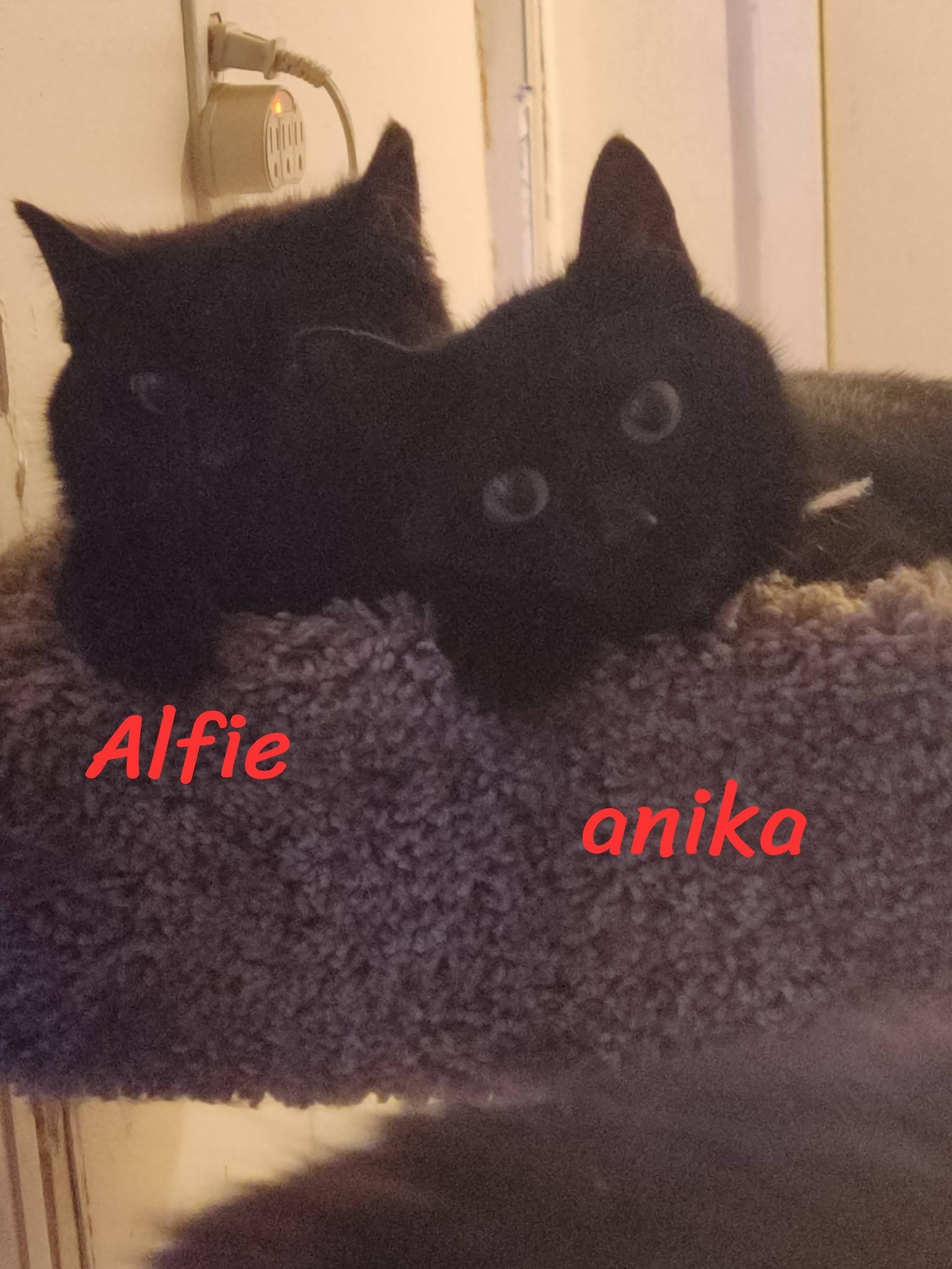Anika, an adopted Domestic Short Hair in Spencerville, ON image 4/4