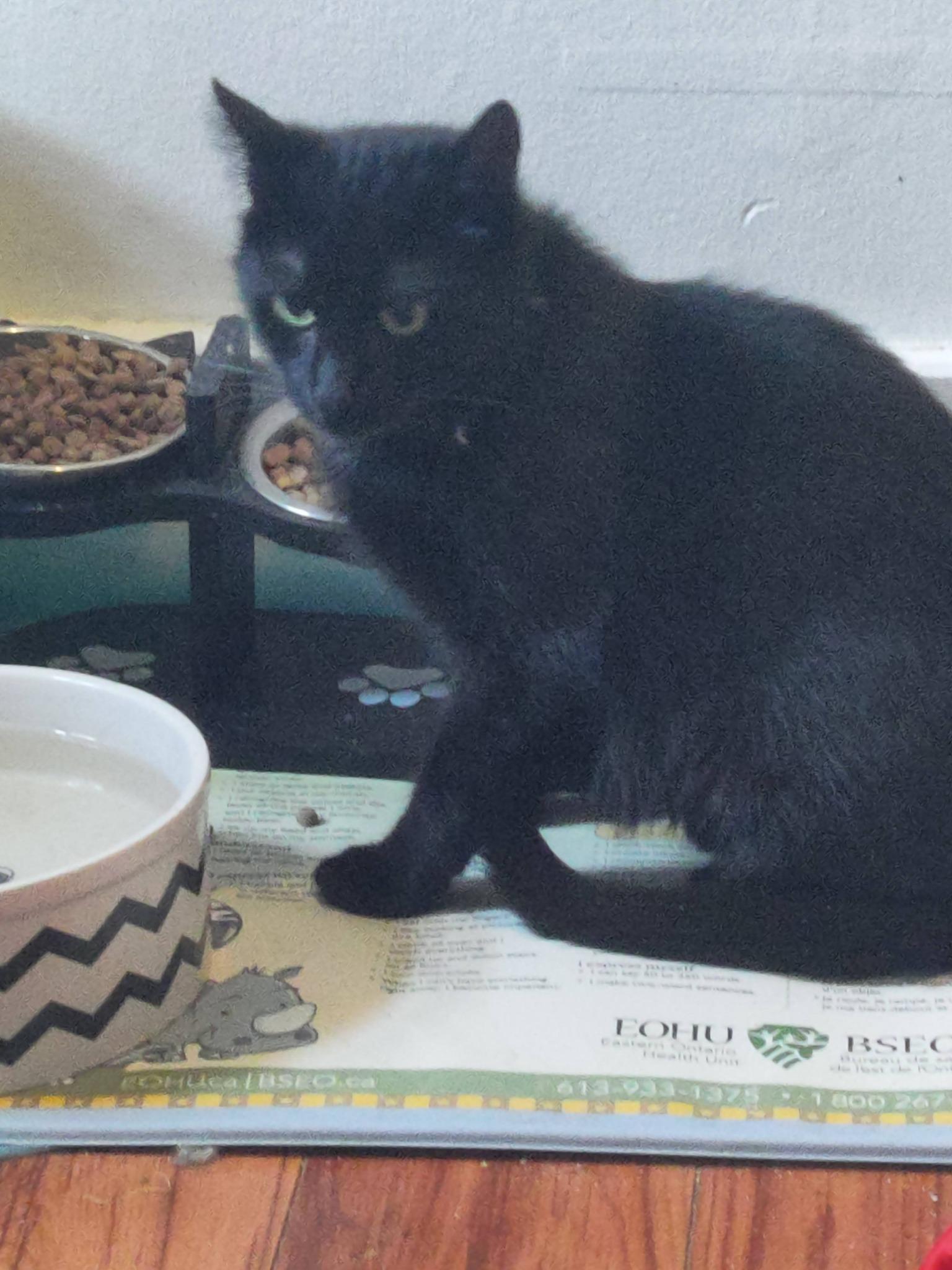 Anika, an adopted Domestic Short Hair in Spencerville, ON image 2/4