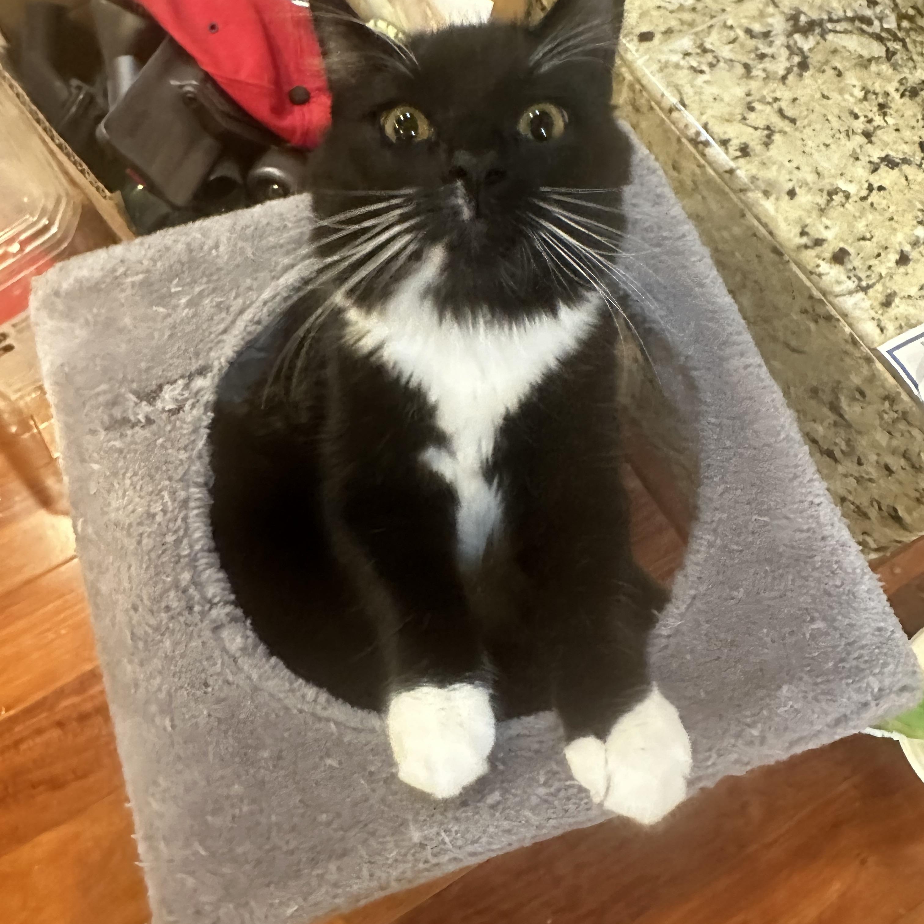 Enlarge Koda (confident, affectionate, loving, playful), a ADOPTABLE mixed breed in San Jose, CA image 2/3