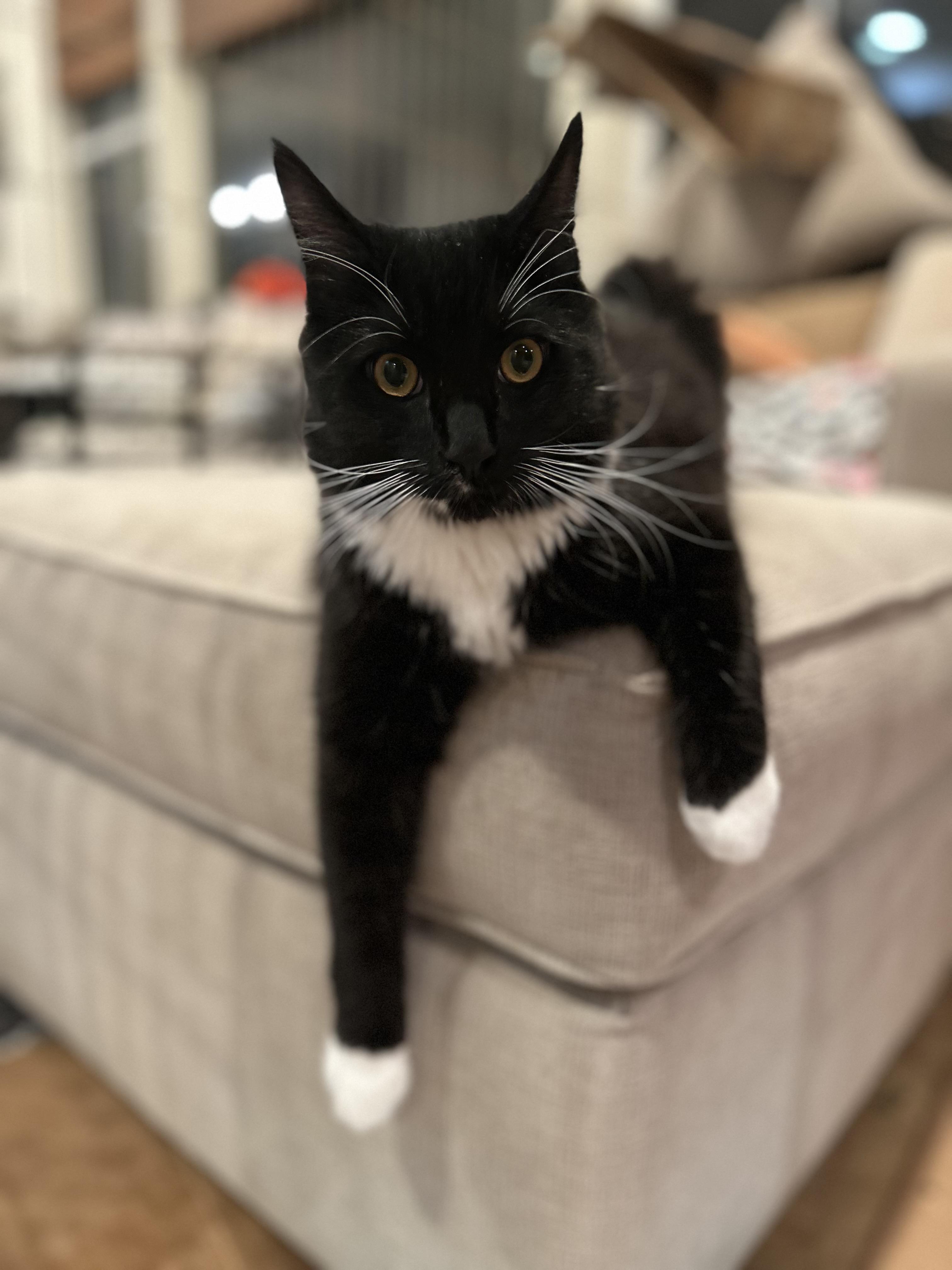 Koda (confident, affectionate, loving, playful), ADOPTABLE, Young Male Turkish Angora & Tuxedo.