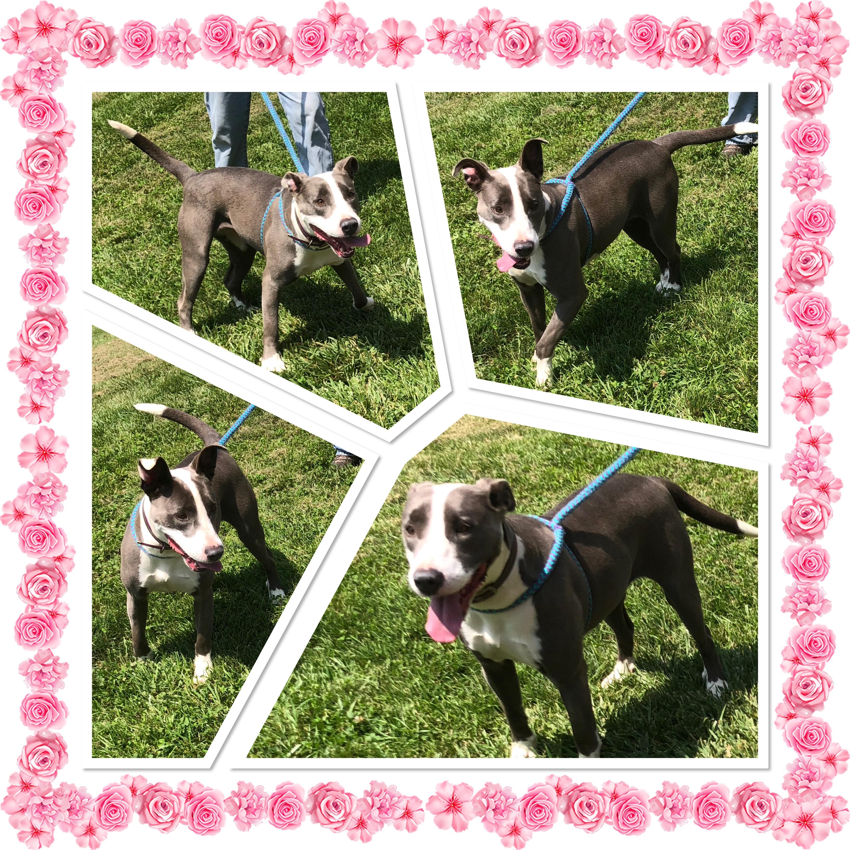 KARMIE, ADOPTABLE, Adult Female Pit Bull Terrier.