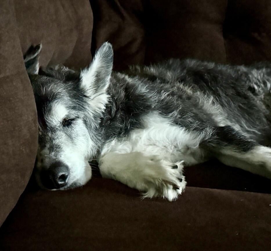 Enlarge Milo, a Adopted mixed breed in Parker, CO image 3/5