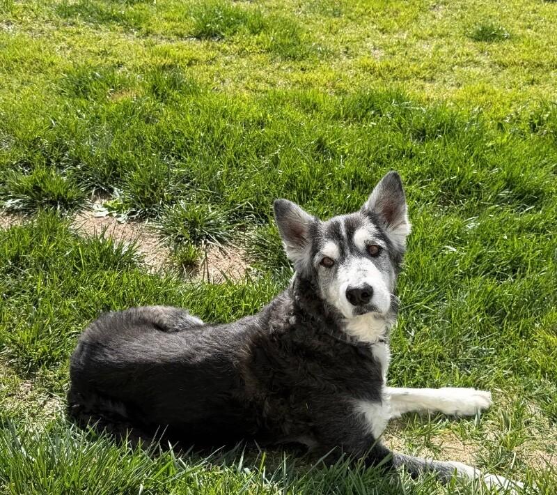 Enlarge Milo, a Adopted mixed breed in Parker, CO image 1/5