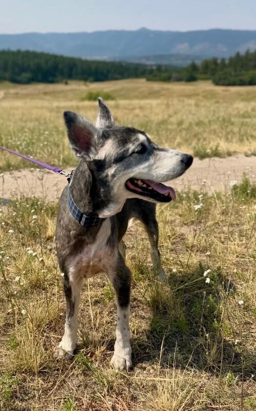 Enlarge Milo, a Adopted mixed breed in Parker, CO image 4/5