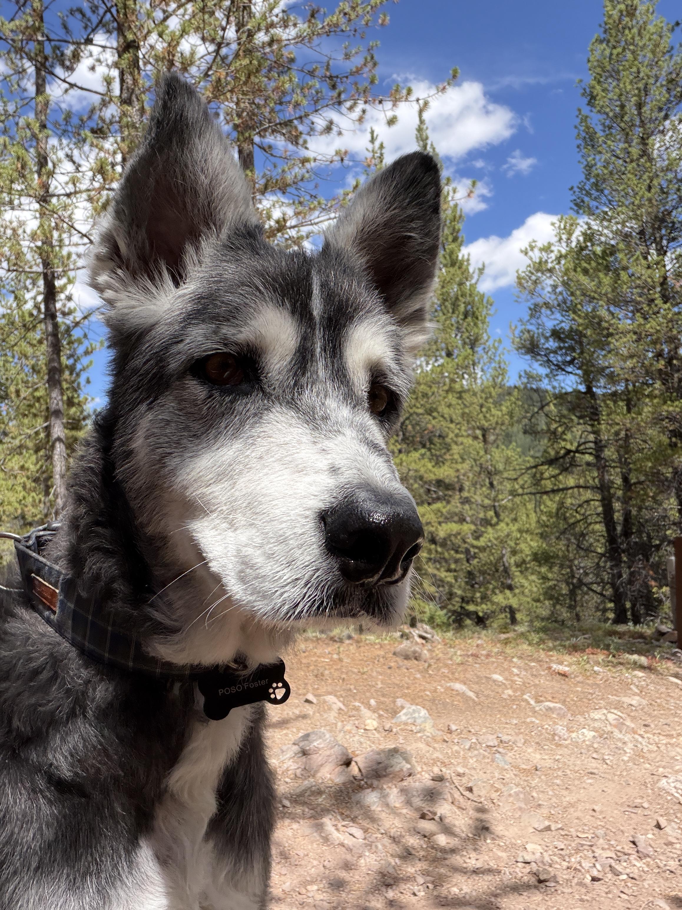 Enlarge Milo, a Adopted mixed breed in Parker, CO image 5/5
