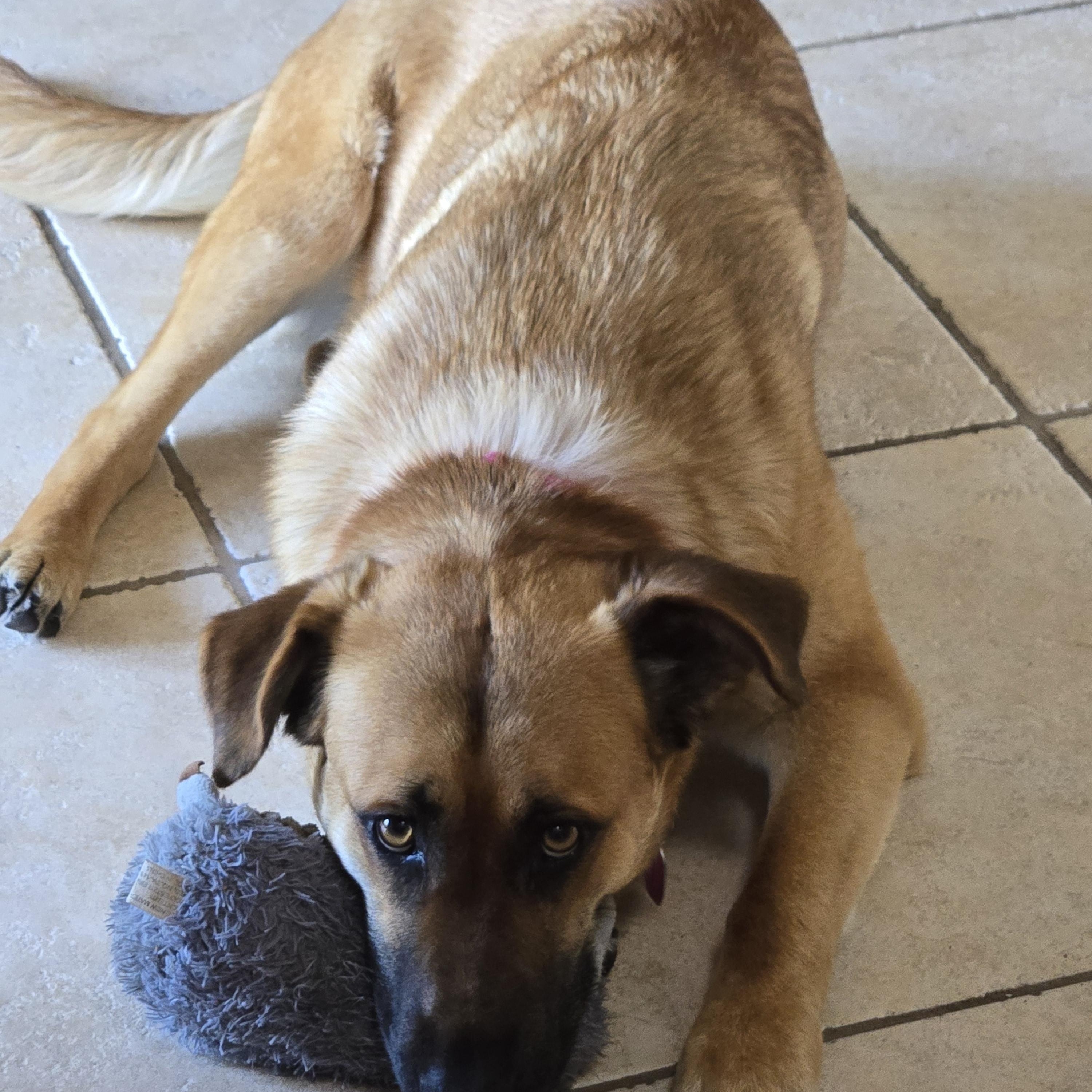 Enlarge Bailey-Sweet Calm Girl! Foster Needed!, a ADOPTABLE mixed breed in Seattle, WA image 2/6