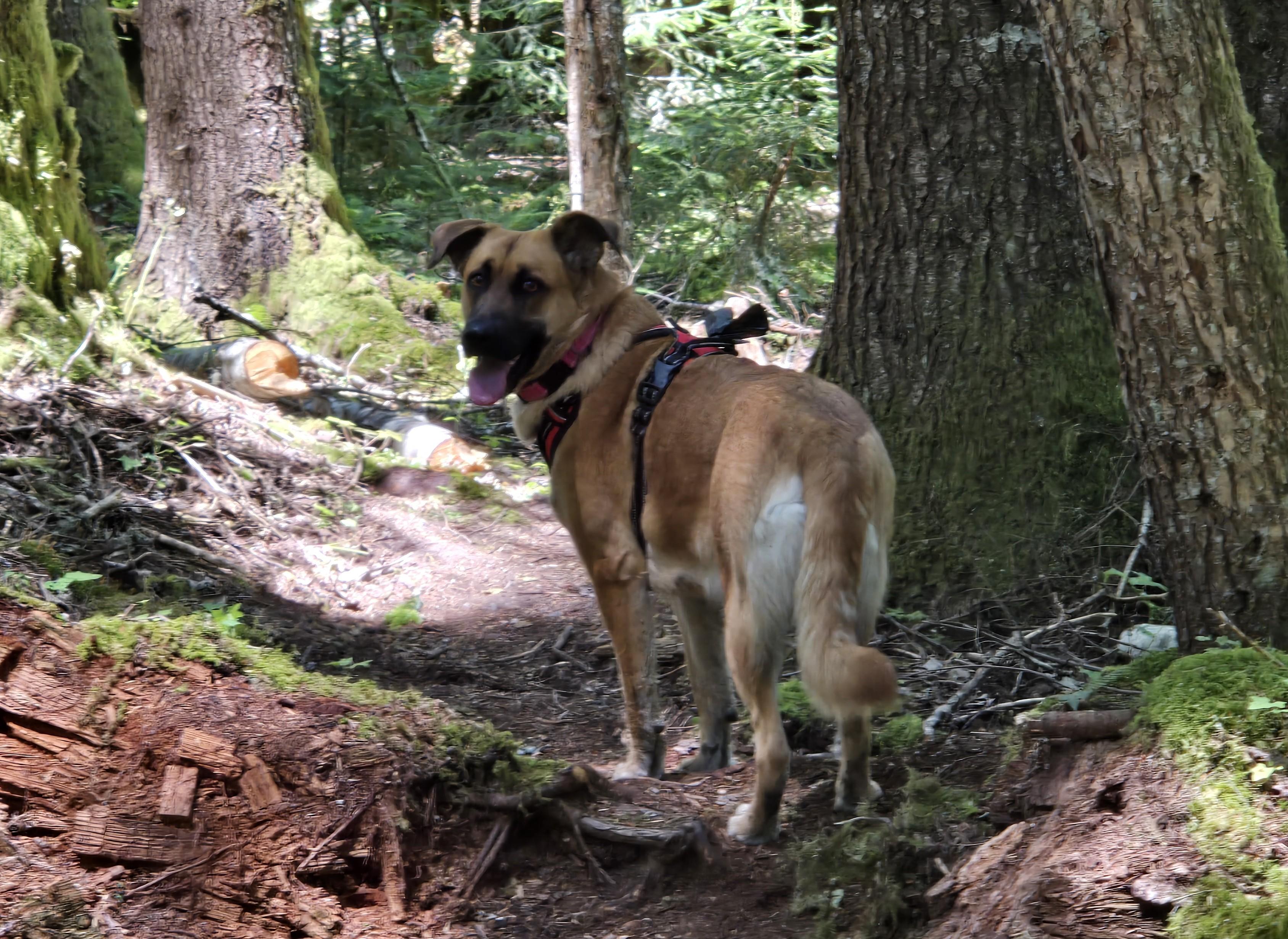 Enlarge Bailey-Sweet Loving Girl. Foster Needed, a ADOPTABLE mixed breed in Seattle, WA image 3/6