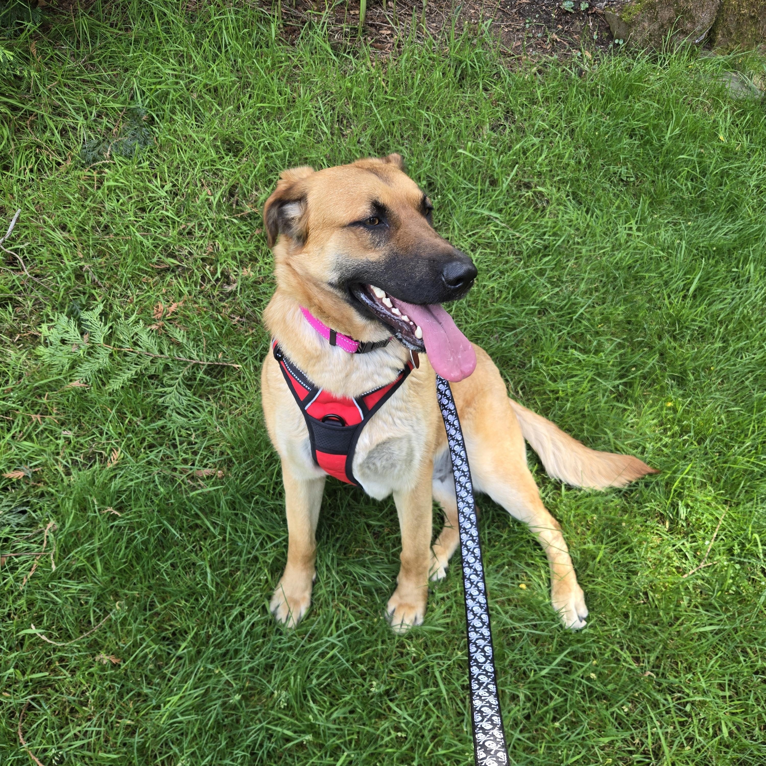 Enlarge Bailey-Sweet Calm Girl! Foster Needed!, a ADOPTABLE mixed breed in Seattle, WA image 4/6