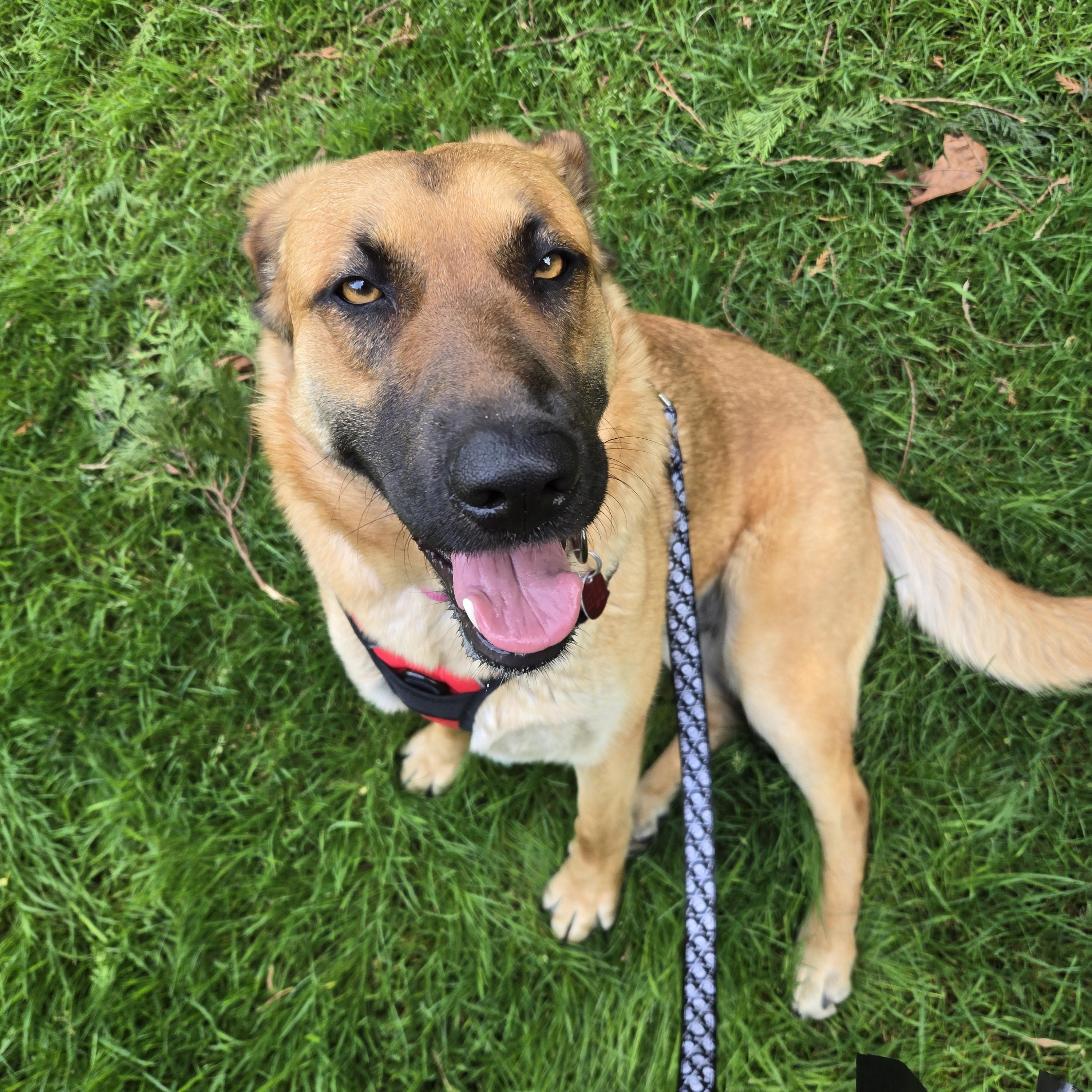 Enlarge Bailey-Sweet Calm Girl! Foster Needed!, a ADOPTABLE mixed breed in Seattle, WA image 3/6