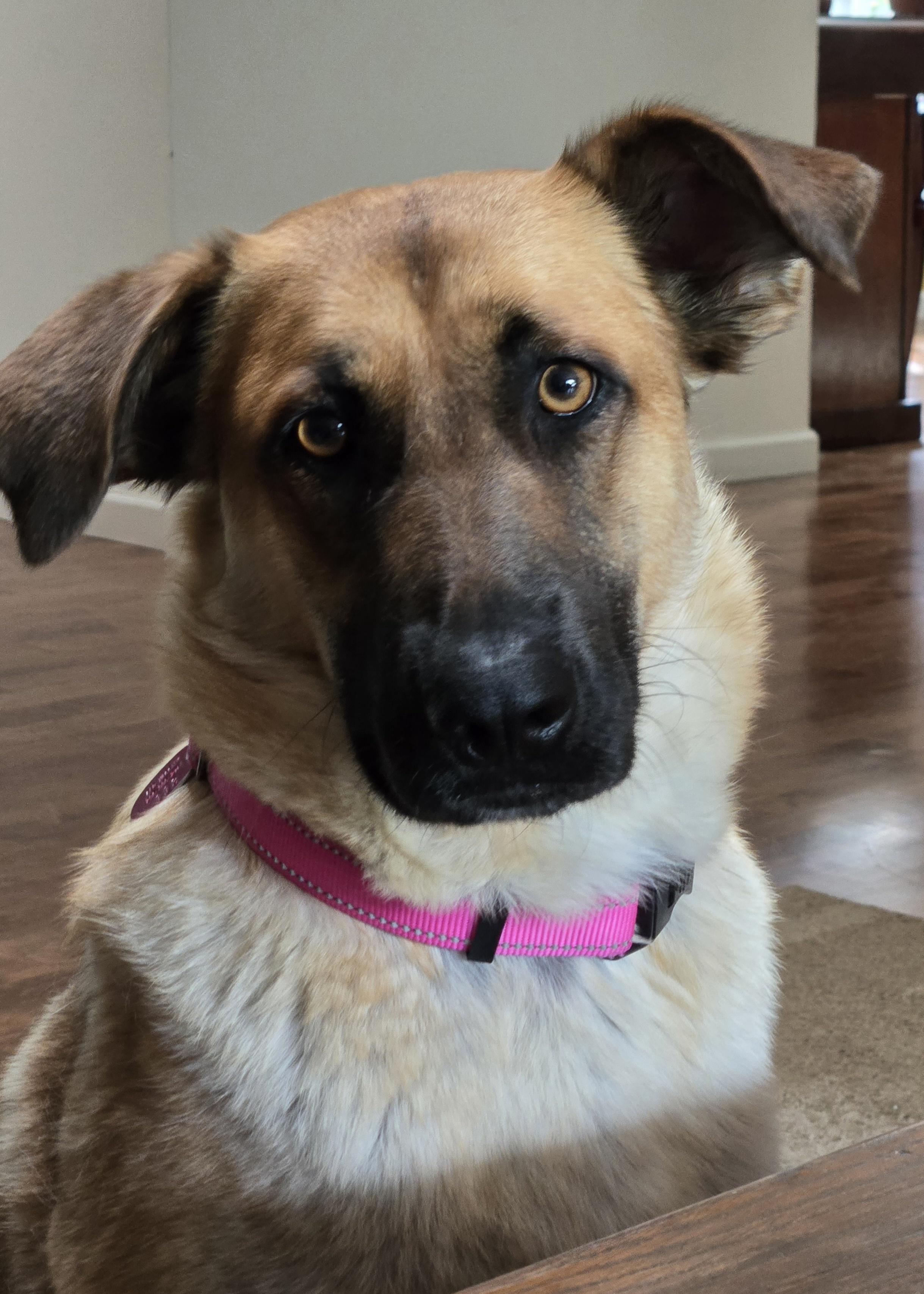 Bailey-Sweet Calm Girl! Foster Needed!, ADOPTABLE, Young Female Black Labrador Retriever & German Shepherd Dog.