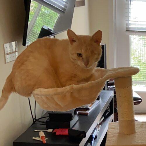 Hank, Adoptable, Adult Male Domestic Short Hair & Tabby.