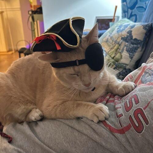 Enlarge Hank, a Adoptable mixed breed in Gaithersburg, MD image 2/5