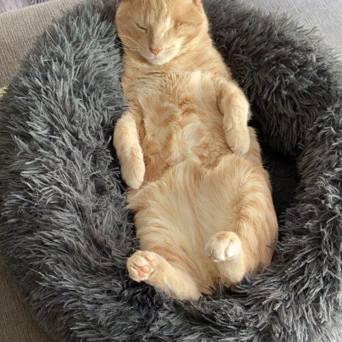 Enlarge Hank, a Adoptable mixed breed in Gaithersburg, MD image 3/5