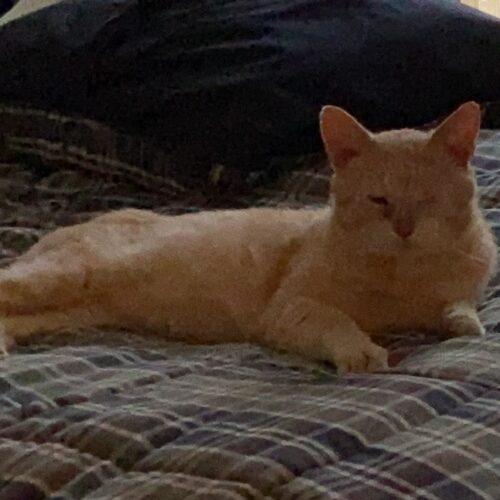 Enlarge Hank, a Adoptable mixed breed in Gaithersburg, MD image 4/5