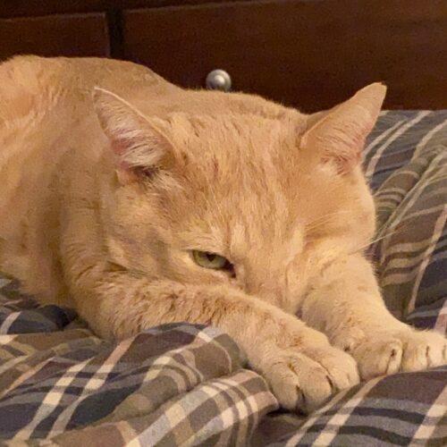 Enlarge Hank, a Adoptable mixed breed in Gaithersburg, MD image 5/5