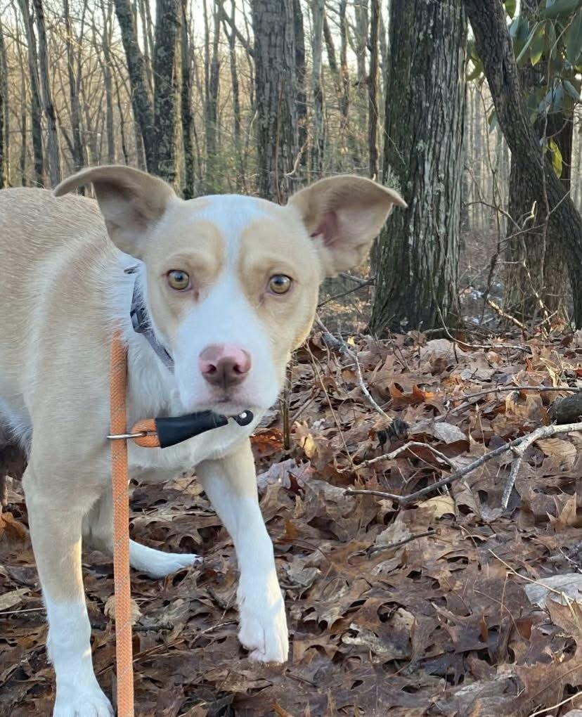 Enlarge Molly, a Adoptable Terrier in Frenchburg, KY image 1/2
