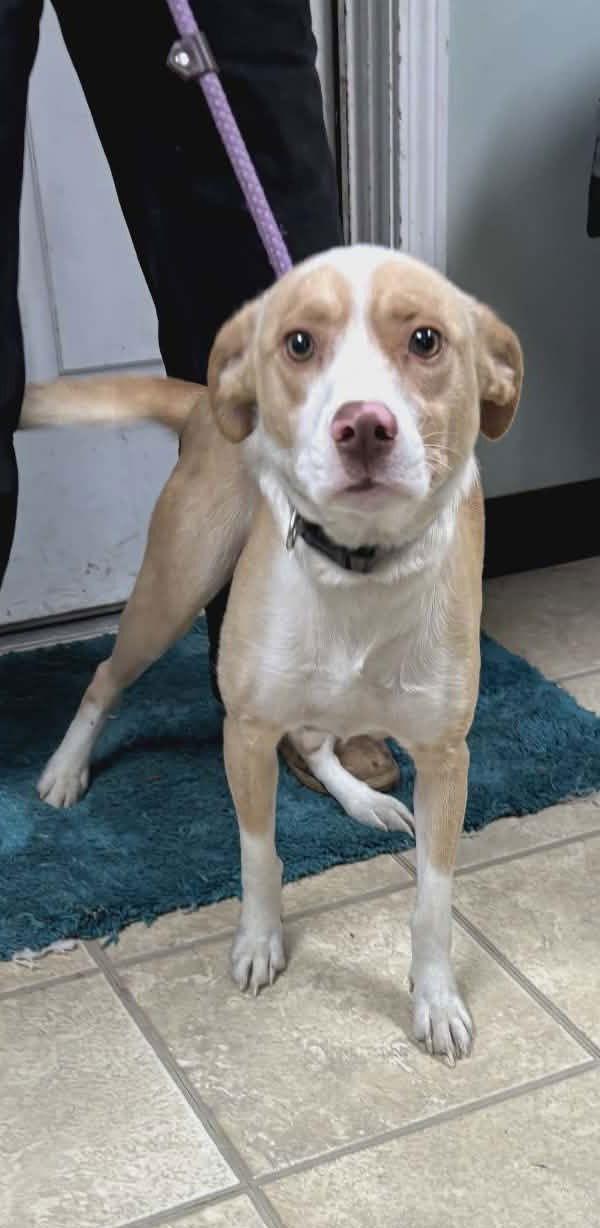 Enlarge Molly, a Adoptable Terrier in Frenchburg, KY image 2/2