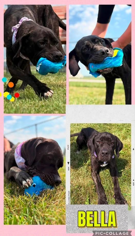 Bella, Adoptable, Adult Female Mixed Breed.