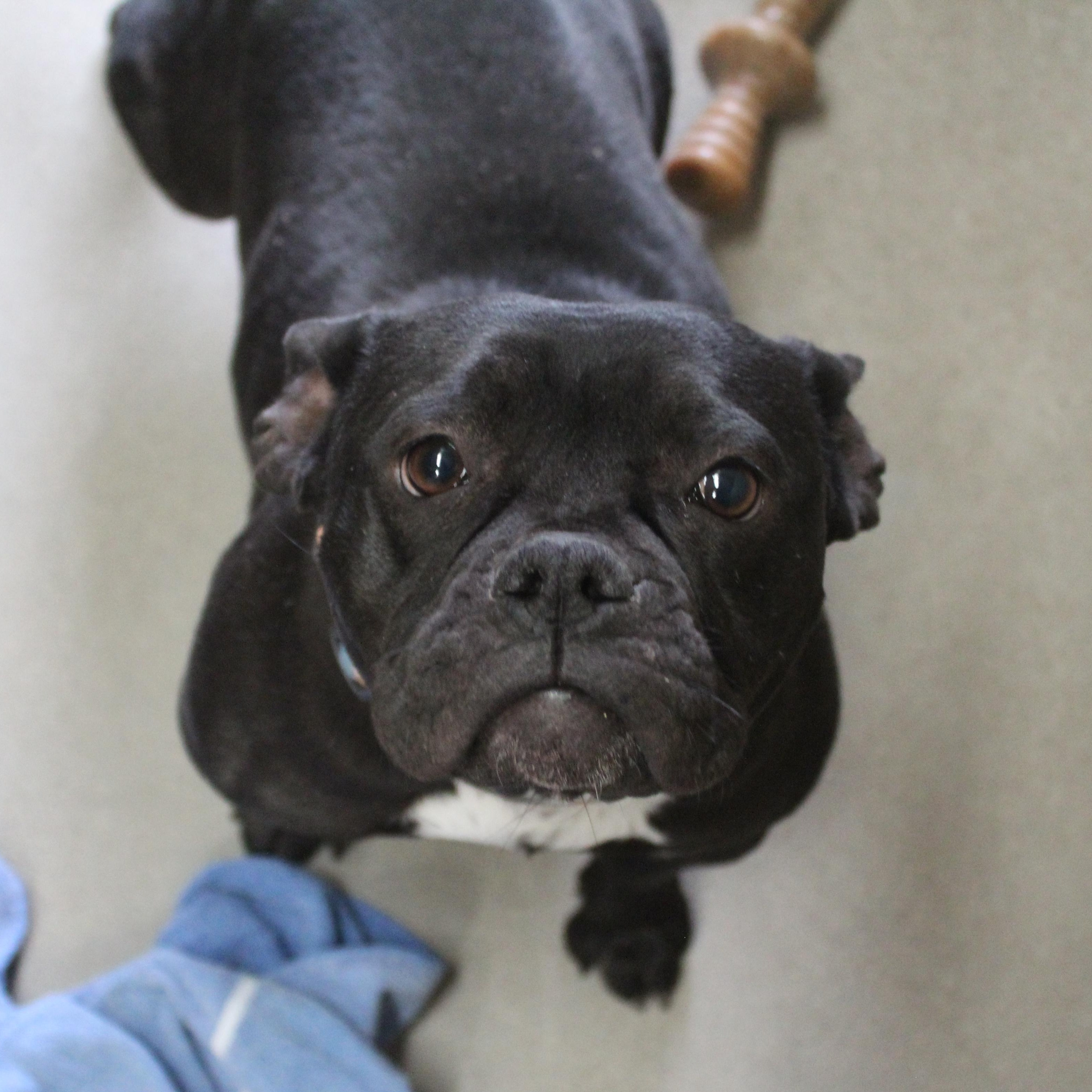 Enlarge Darla, an adopted mixed breed in Yucca Valley, CA image 2/2