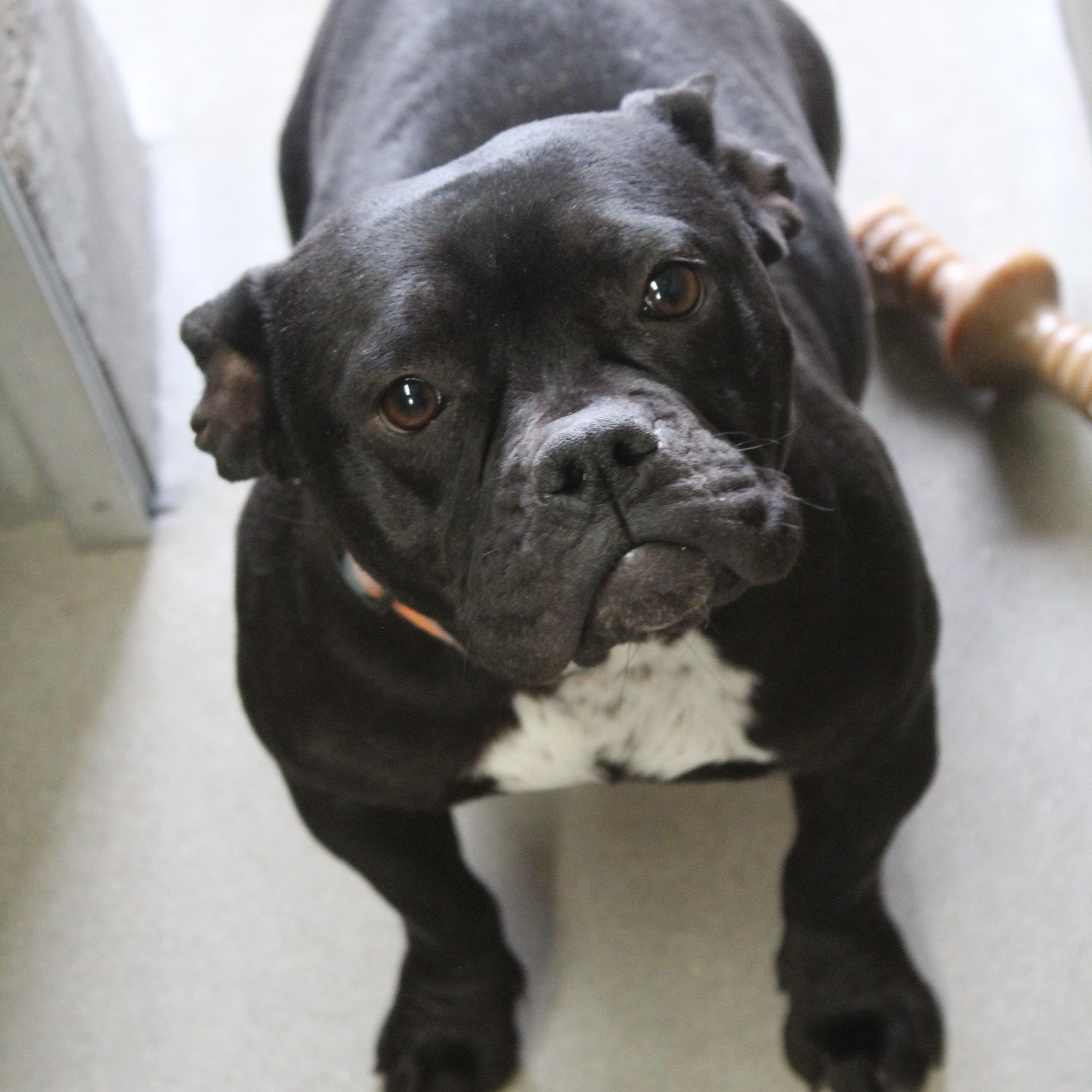 Enlarge Darla, an adopted mixed breed in Yucca Valley, CA image 1/2