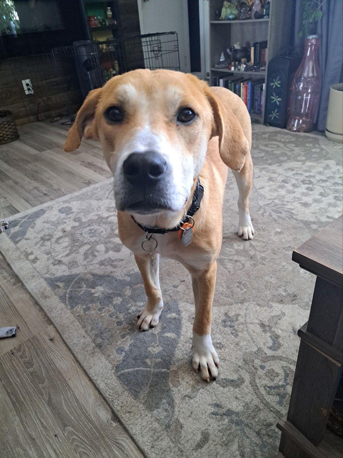 Haddie, Adoptable, Young Female Labrador Retriever & Hound.
