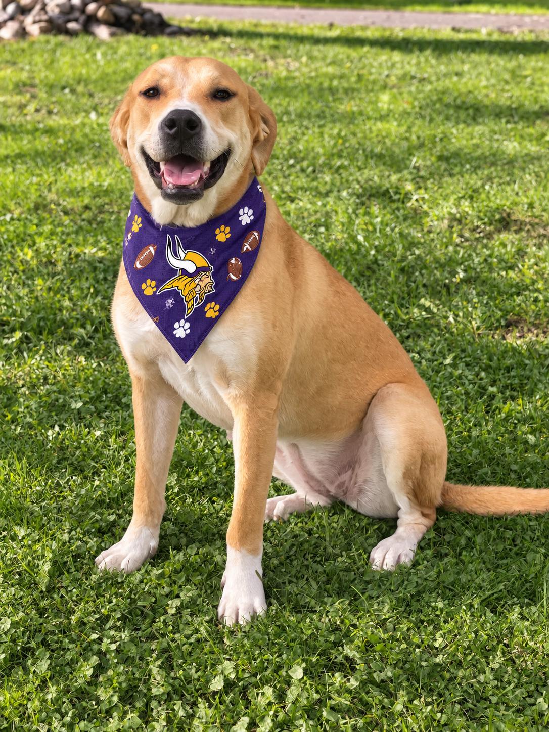 Enlarge Haddie, a Adoptable Labrador Retriever in Crystal, MN image 2/3