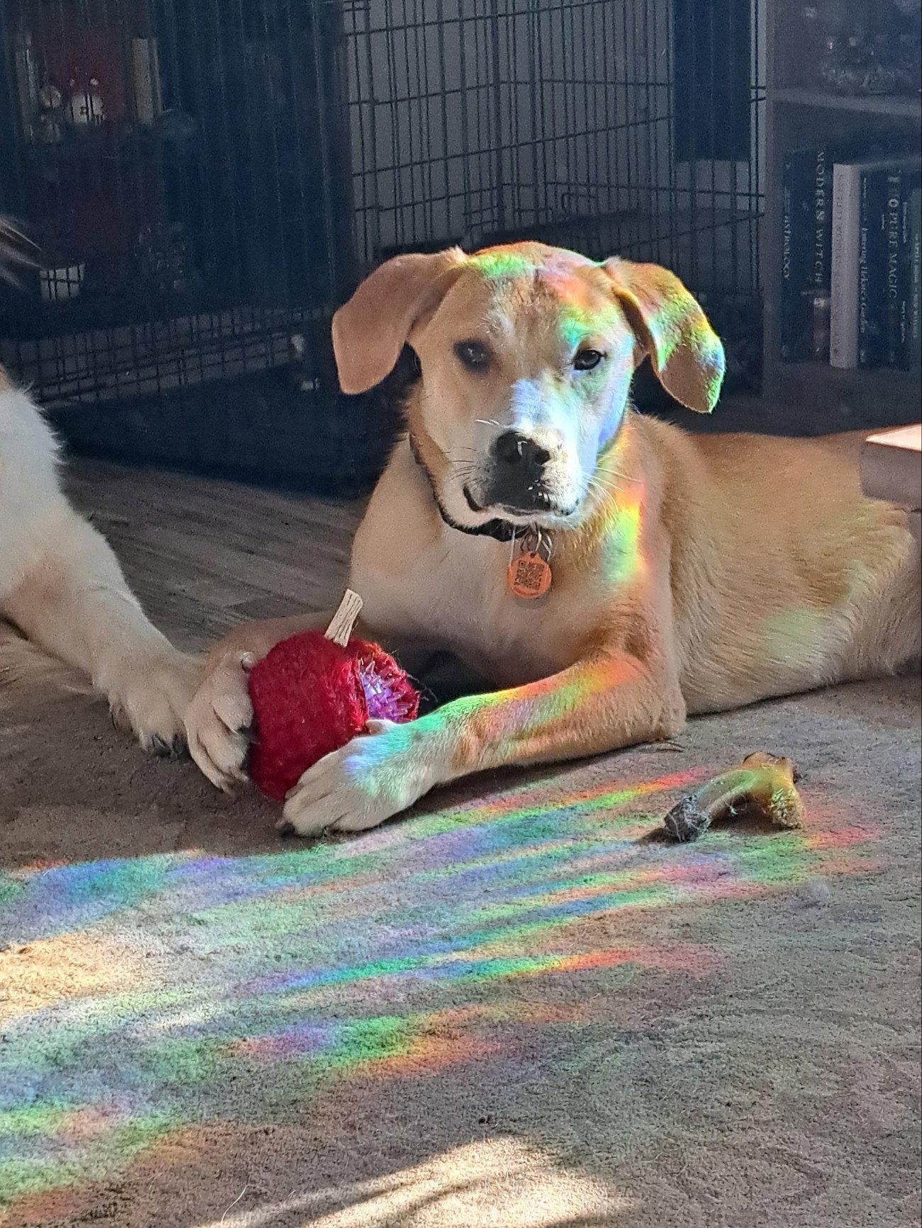 Haddie, a Adoptable mixed breed in Crystal, MN image 2/3
