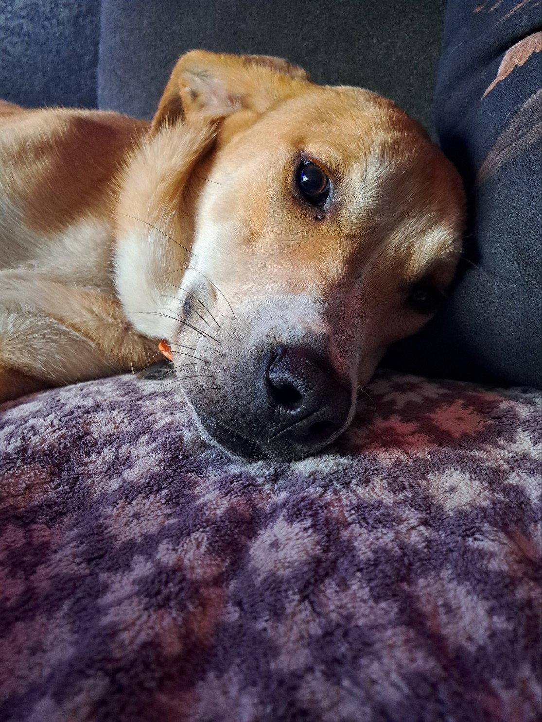 Haddie, a Adoptable mixed breed in Crystal, MN image 3/3
