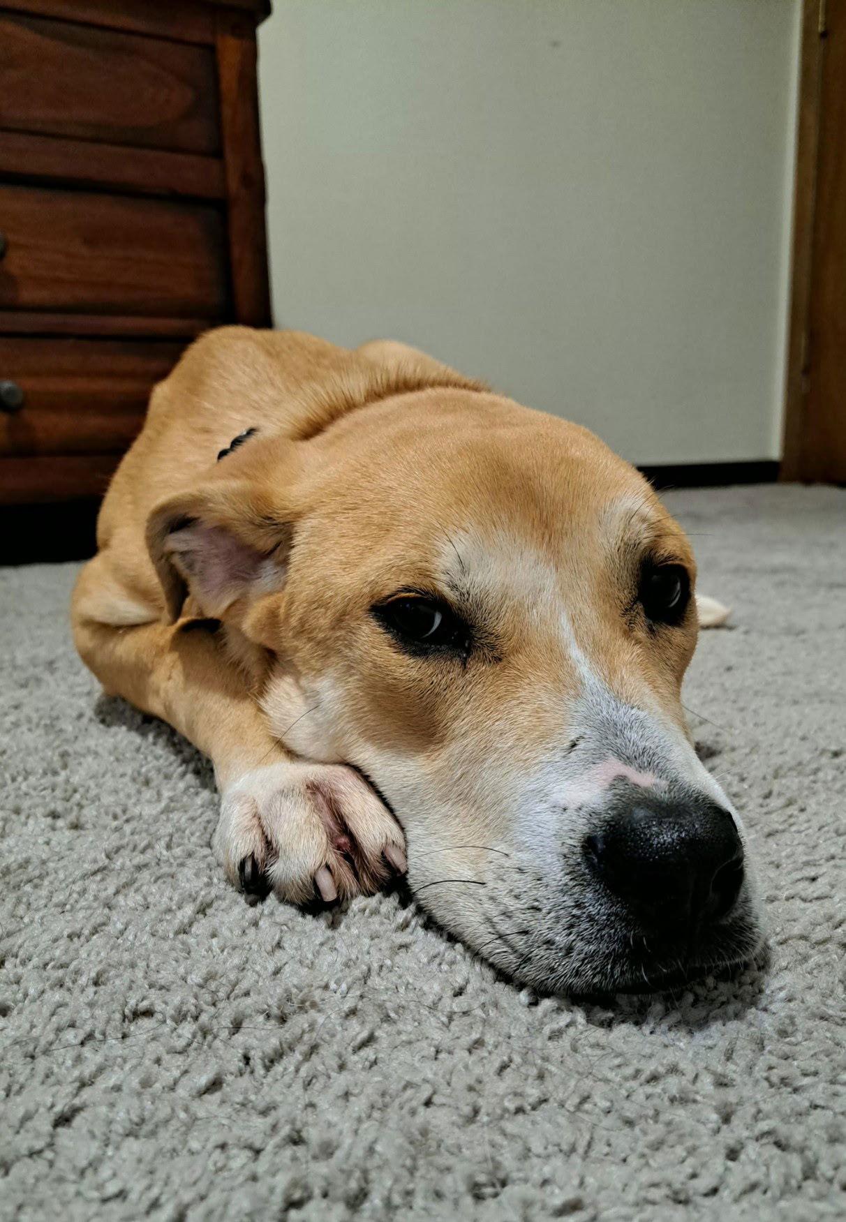 Enlarge Haddie, a Adoptable mixed breed in Crystal, MN image 2/2