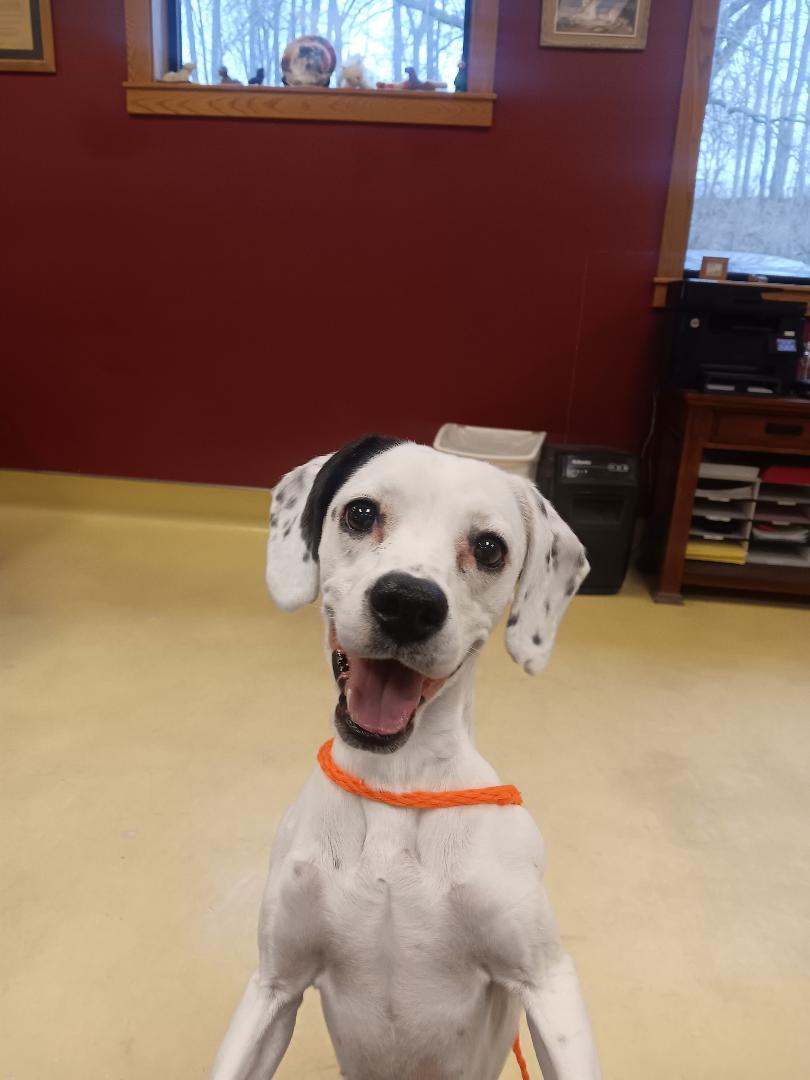 Enlarge Dottie, an adopted mixed breed in New Castle, IN image 1/1