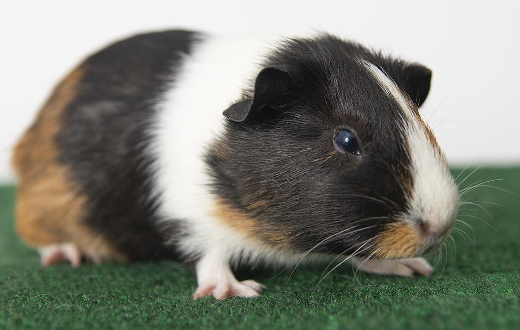 Enlarge Snowball, an adopted Guinea Pig in Chicago, IL image 1/2