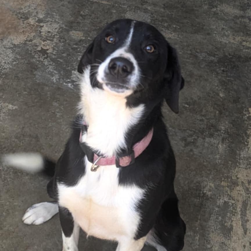 Ozzy, Adoptable, Adult Male Mixed Breed.