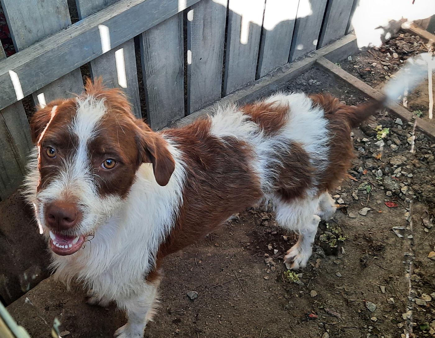 Percy, a Adoptable mixed breed image 1/3