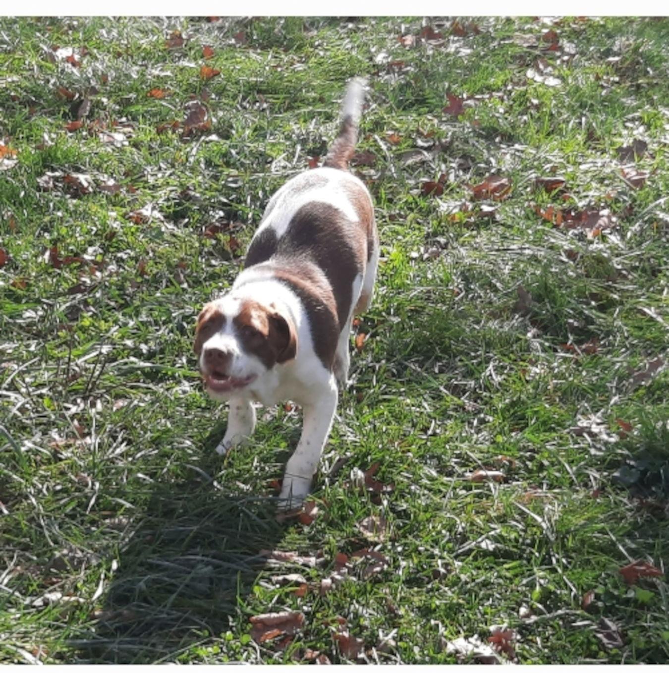 Percy, a Adoptable mixed breed image 2/3