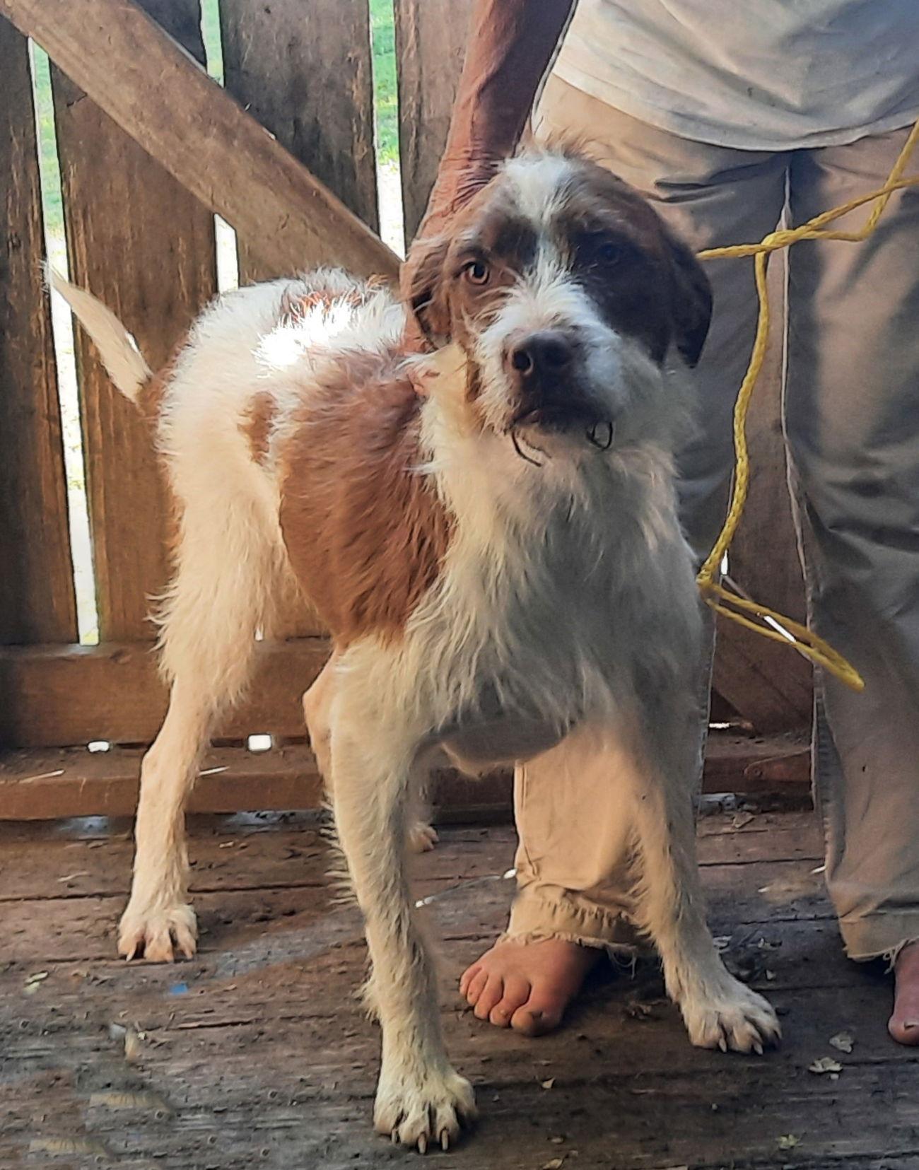 Percy, a Adoptable mixed breed image 3/3