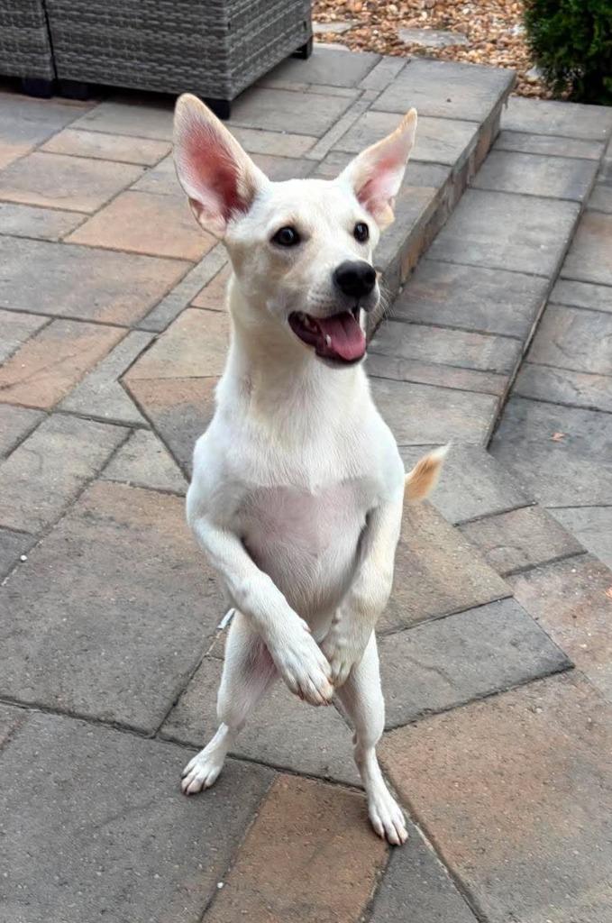 Yoda, Adoptable, Puppy Female Shepherd & Siberian Husky.