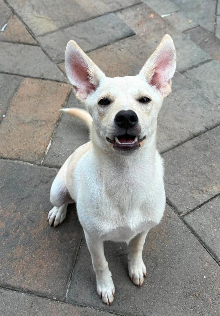 Yoda, a Adoptable mixed breed in Newnan, GA image 3/5