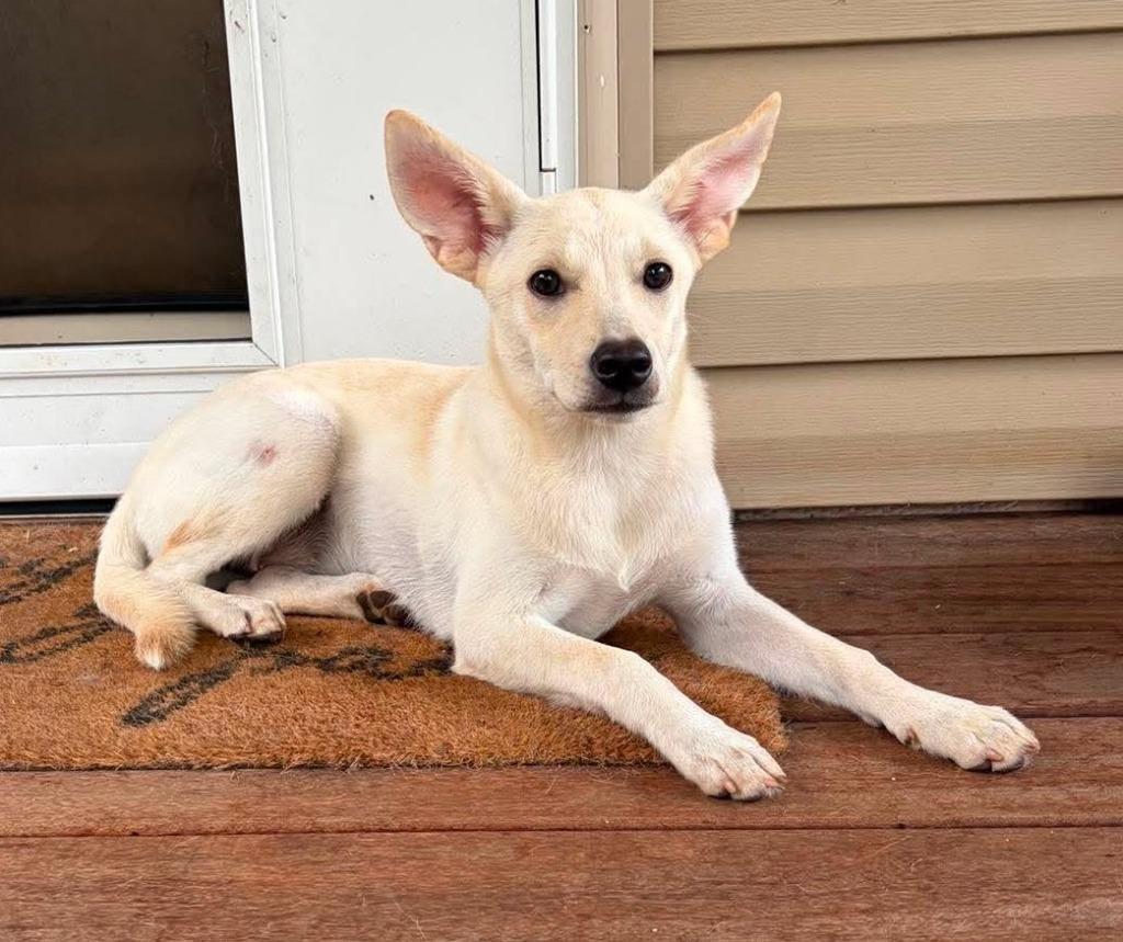 Yoda, a Adoptable mixed breed in Newnan, GA image 4/5