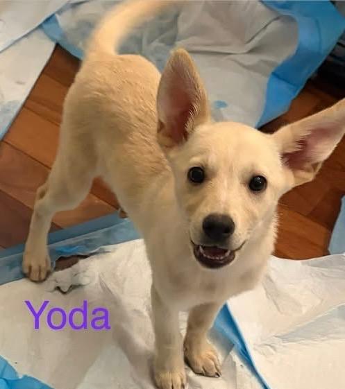 Yoda, a Adoptable mixed breed in Newnan, GA image 2/2