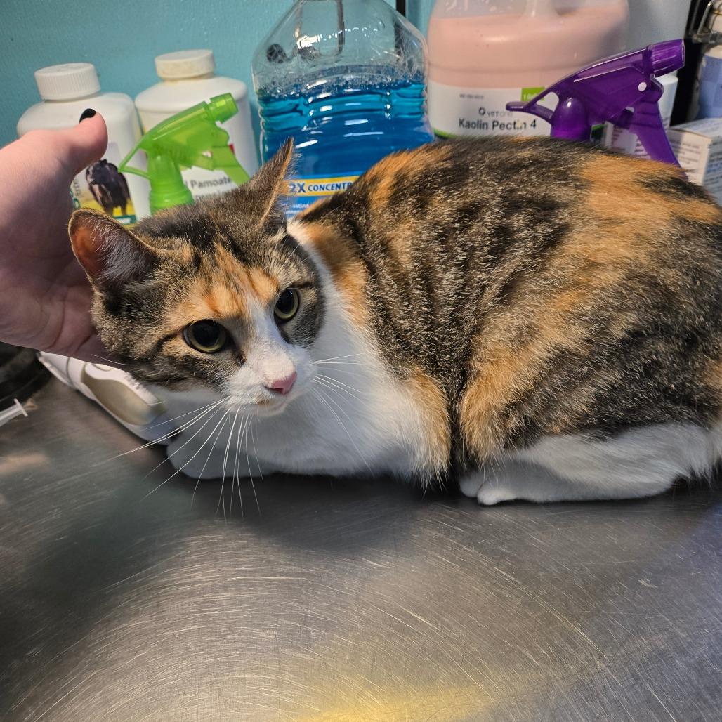 Taffeta, an adoptable Domestic Short Hair in Graham, TX, 76450 | Photo Image 3