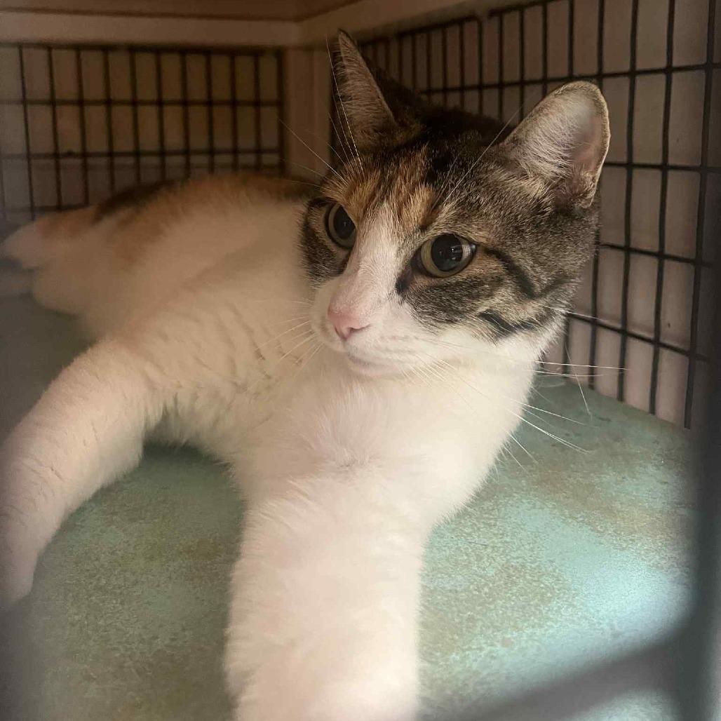 Taffeta, an adoptable Domestic Short Hair in Graham, TX, 76450 | Photo Image 1