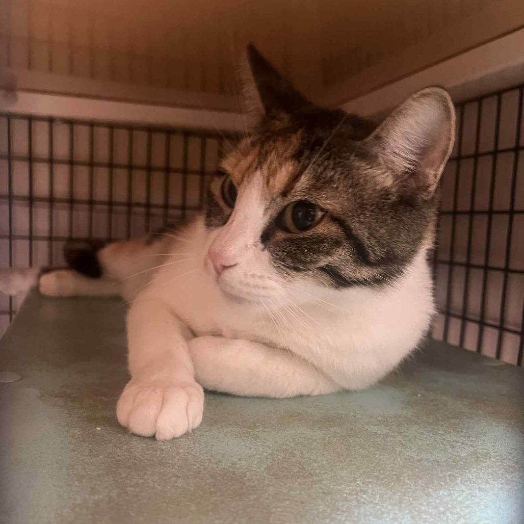 Taffeta, an adoptable Domestic Short Hair in Graham, TX, 76450 | Photo Image 2