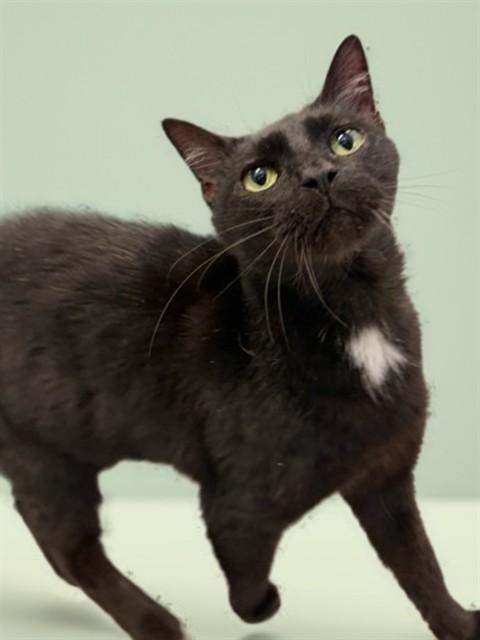 Enlarge BELINDA, a Adoptable Domestic Short Hair in Sarasota, FL image 1/1