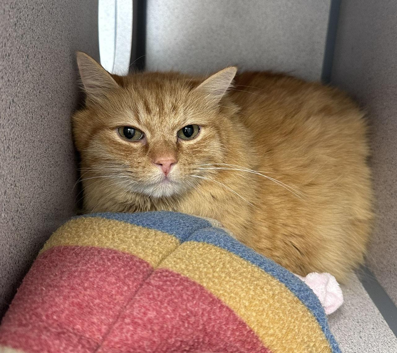Blaze, adopted, Adult Male Domestic Medium Hair.