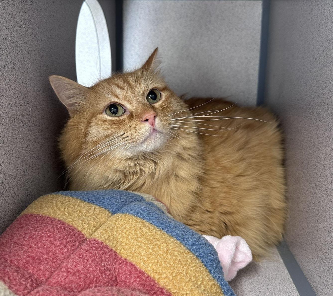 Blaze, an adopted Domestic Medium Hair in Gardnerville, NV image 2/2