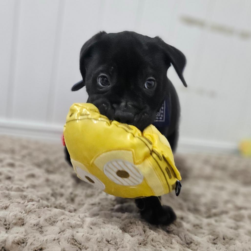 Valor, Adoptable, Puppy Male Labrador Retriever.