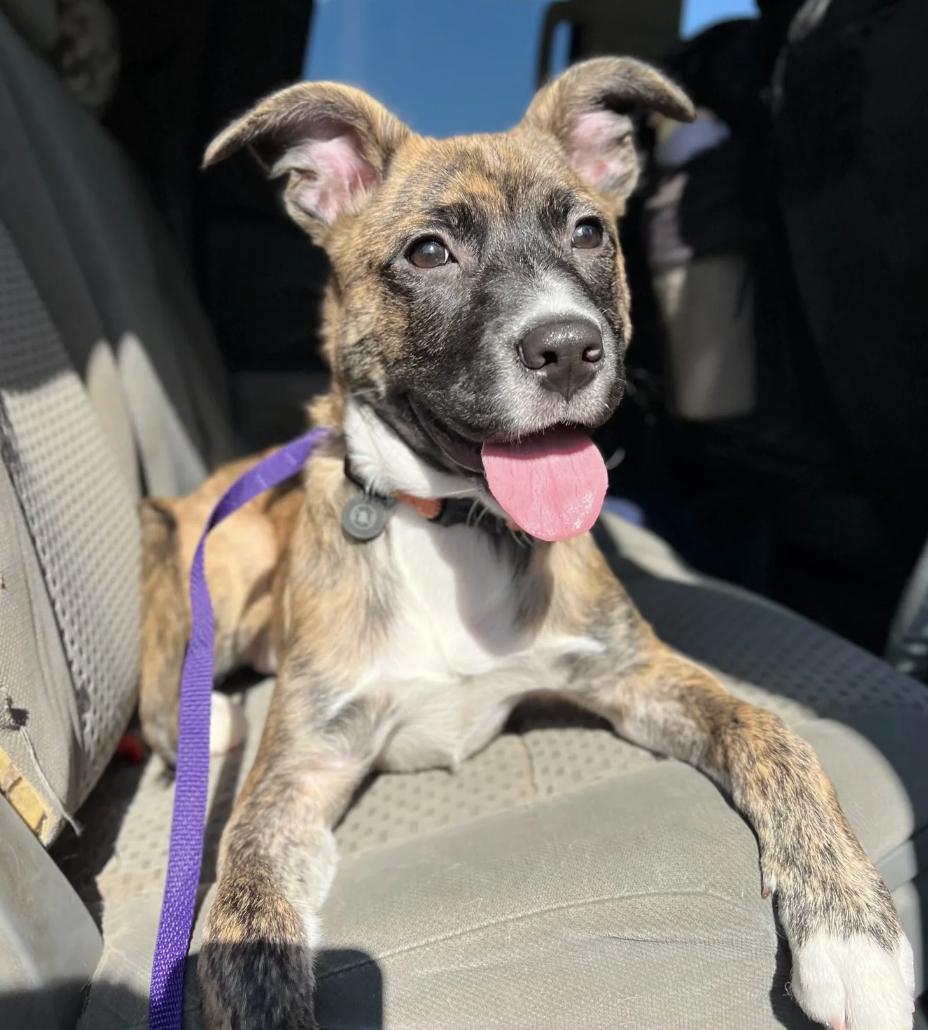 Enlarge Nisha, a ADOPTABLE mixed breed in Davis, CA image 2/2